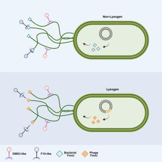 A prophage-expressed type IV pilus component provides anti-phage defense | crep | RMH | Scoop.it