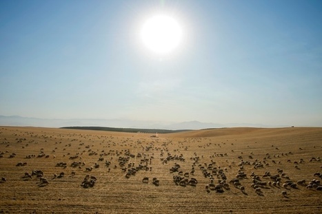 Etats-Unis: le changement climatique a doublé les superficies brûlées dans l'Ouest | Changement climatique & Biodiversité | Scoop.it