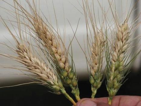 Bangladeshi scientists offer to help India fight wheat blast | ASIES | Scoop.it