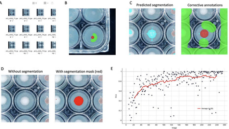 A high-throughput method for measuring fungal growth rate on solid media using automated imaging and deep learning | brvt | RMH | Scoop.it