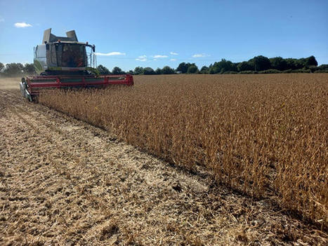 Le soja, une protéine maison en test en sud-Loire - Agri 44 | Pour innover en agriculture | Scoop.it