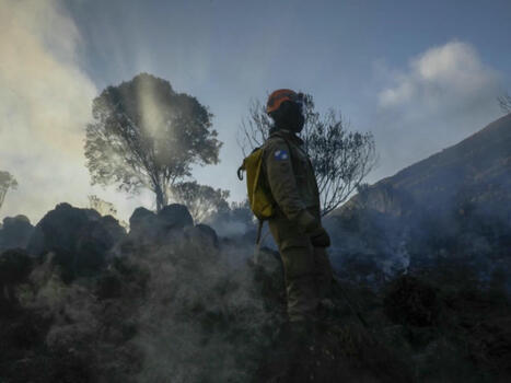 La destruction des forêts tropicales à un niveau record, sous l'effet des incendies | Planète DDurable | Scoop.it