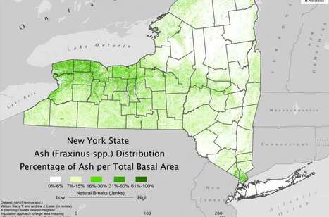 Ash timber prices climbing as beetle destruction looms | Timberland Investment | Scoop.it