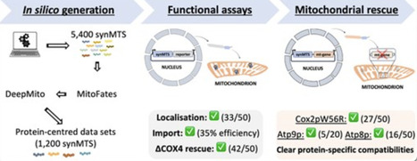 TargetMITO: a rule-based model for generating functional synthetic mitochondrial targeting sequences in yeast | nar | RMH | Scoop.it
