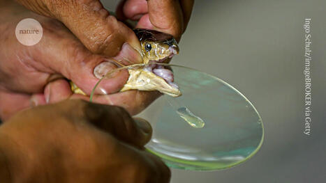 AI-designed proteins tackle century-old problem — making snake antivenoms | SynBioFromLeukipposInstitute | Scoop.it