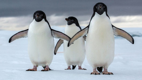 Antarctica Could Lose Most of Its Penguins to Climate Change | Amazing Science | Scoop.it