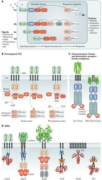 Structural insights into the signalling mechanisms of two-component systems | RMH | Scoop.it