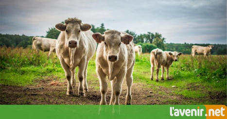 Belgique. Les abattages de bovins ont encore diminué en 2020 | La Gazette des abattoirs | Scoop.it