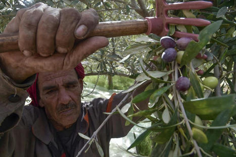ALGERIE : l’autosuffisance alimentaire, un ambitieux projet menacé par le réchauffement climatique | MED-Amin network | Scoop.it
