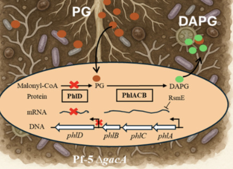 GacA uses two distinct regulatory mechanisms to control the biosynthesis of 2,4-diacetylphloroglucinol in Pseudomonas protegens Pf-5 | aem | RMH | Scoop.it