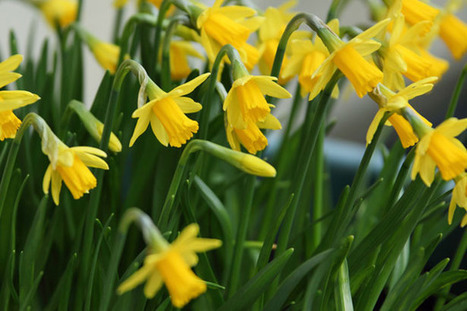Saint David's Day (March 1) | Topical English Activities | Scoop.it