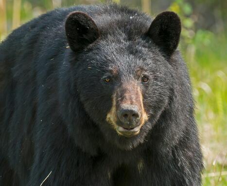 Bear Attacks 63-Year-Old Man After Entering Catskills Home | Industry 411 - Waste Management | Scoop.it