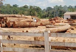 Interpol Arrests 194 in Illegal Logging Sting | Timberland Investment | Scoop.it