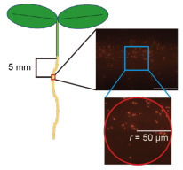 Unipolar polysaccharide-mediated attachment of the N2O-reducing bacterium Bradyrhizobium ottawaense SG09 to plant roots | Brvp | RMH | Scoop.it
