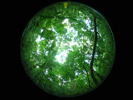 Une île mystérieuse est devenue l’observatoire de la biodiversité | Biodiversité | Scoop.it