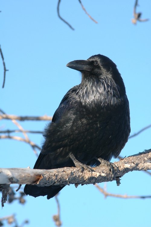 Petition to stop the slaughter of ravens in Idaho | GarryRogers Nature ...