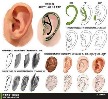 Ear Drawing Reference Guide | Drawing References and Resources | Scoop.it