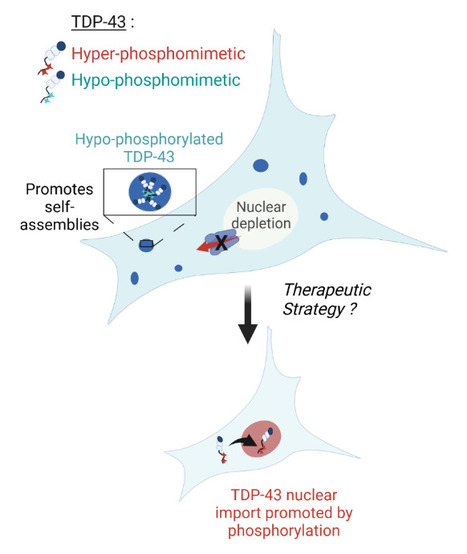 La rétention nucléaire de TDP-43 est entravée par l'hypo-phosphorylation de son extrémité C-terminale dans le cytoplasme | Life Sciences Université Paris-Saclay | Scoop.it