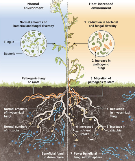 Plant microbiomes feel the heat | sci | RMH | Scoop.it