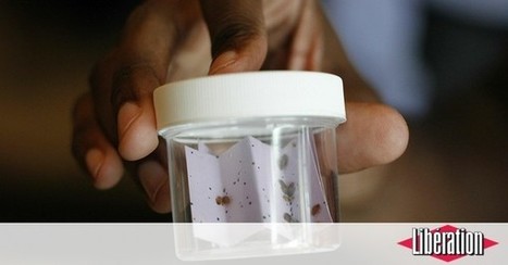 Y a-t-il une recrudescence des punaises de&nbsp;lit en France ? | Vari&eacute;t&eacute;s entomologiques | Scoop.it