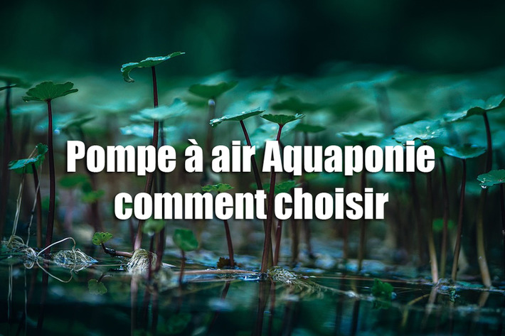 Pompe à air Aquaponie comment choisir | Actualités, Communiqués Presse, Nouveautés, Infos... | Scoop.it