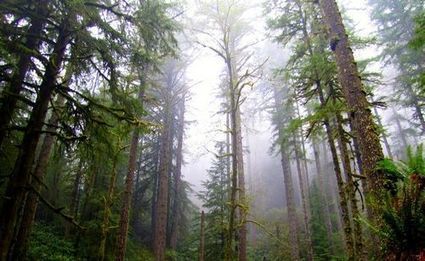 Oregon considers selling entire forest to benefit schools | Timberland Investment | Scoop.it