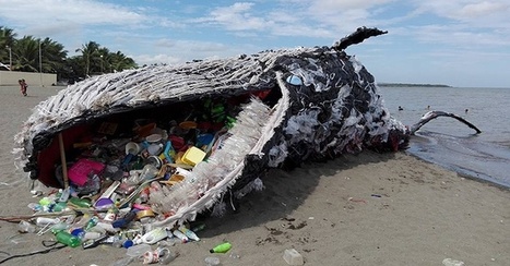 A Haunting "Dead Whale" Has Washed Up in Manila | IELTS, ESP, EAP and CALL | Scoop.it