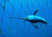 Support More Fish with WWF | OUR OCEANS NEED US | Scoop.it
