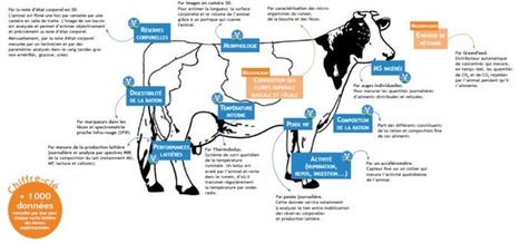 Comprendre les facteurs de variation de l'efficience alimentaire des vaches laitières | Lait de Normandie... et d'ailleurs | Scoop.it
