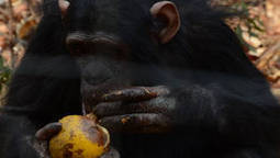 Ayumu, le chimpanzé surdoué à la mémoire exceptionnelle | KILUCRU | Scoop.it