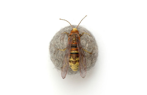 Des insectes brodés sur des boules | Variétés entomologiques | Scoop.it