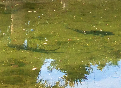 Sharks roam the Venice canals | Beach Cities Living Los Angeles | Scoop.it