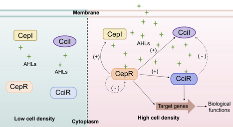 Quorum sensing in the Burkholderia cepacia complex: biosynthesis, functions, and signaling pathways | aem | RMH | Scoop.it