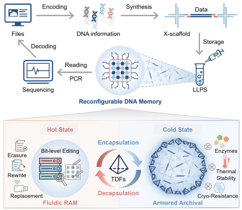 A reconfigurable DNA memory architecture for hi...
