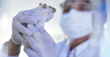 Animaux de laboratoire : pas de rats, pas de résultats ? | EntomoScience | Scoop.it