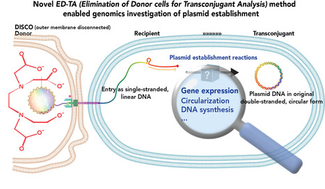 L'élimination sélective des bactéries donneuses permet le profilage global de l'expression des gènes plasmidiques lors de la conjugaison | Life Sciences Université Paris-Saclay | Scoop.it