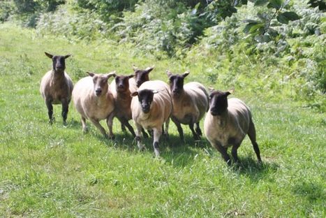 Manche : un second troupeau de brebis attaqué pendant la nuit | Loup | Scoop.it