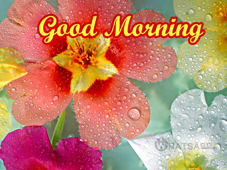 Good Morning Rain Images For Whatsapp Whatsap