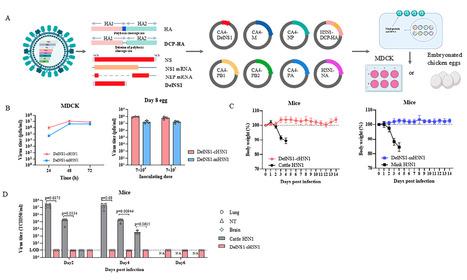 Intranasal Influenza Virus-Vectored Vaccine Offers Protection Against Clade 2.3.4.4b H5N1 Infection in Small Animal Models - Nature Communications | Virus World | Scoop.it