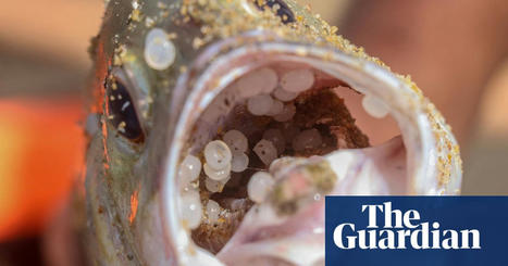 Nurdles: the worst toxic waste you’ve probably never heard of | The Guardian | Agents of Behemoth | Scoop.it