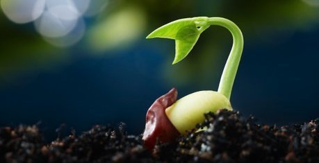 Biopiraterie en France : comment des entreprises privées menacent de s’approprier des semences et des plantes | Koter Info - La Gazette de LLN-WSL-UCL | Scoop.it