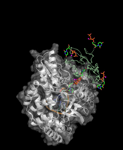 Visualisation à l’échelle atomique d’un mécanisme essentiel à la réplication de virus pathogènes | Life Sciences Université Paris-Saclay | Scoop.it