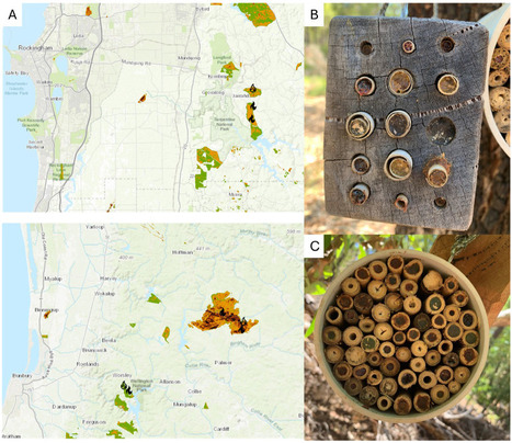 Les hôtels à abeilles peuvent aider les pollinisateurs autochtones à se rétablir à la suite d'incendies de forêt liés au climat, montre une étude | EntomoNews | Scoop.it