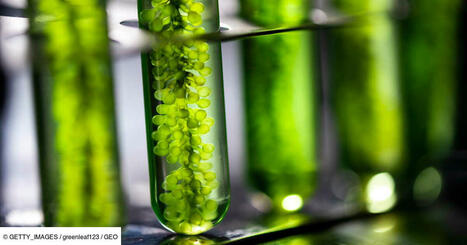 Les algues pourraient-elles remplacer les panneaux solaires ? | Energies Renouvelables | Scoop.it