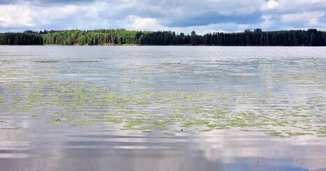 Hanhijärveä on yritetty kunnostaa jo 20 vuotta, eikä loppua näy – järvi vain rehottaa | Kotimaa | Yle | 1Uutiset - Lukemisen tähden | Scoop.it