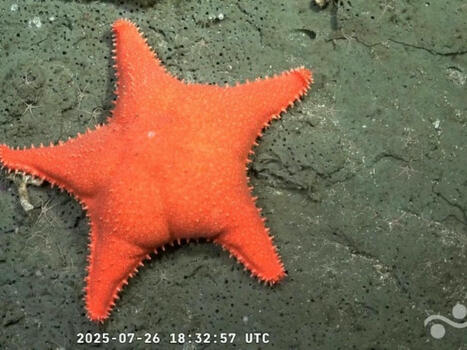 Les Argentins captivés par la retransmission en direct d'un robot sous-marin | Biodiversité | Scoop.it