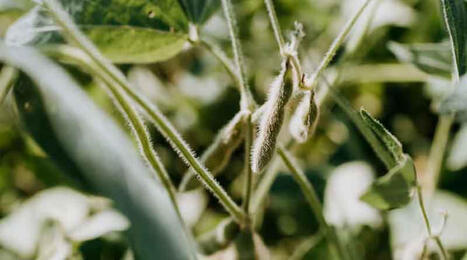 CHINA: US soybean buying streak pushes toward 15 Mt | ASIES | Scoop.it