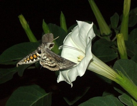 Comment des papillons utilisent l’odeur des plantes pour choisir le meilleur site de pondaison | EntomoNews | Scoop.it