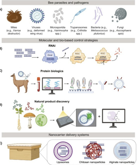 Harnessing biotechnology for bee pollinator health | Tin | RMH | Scoop.it