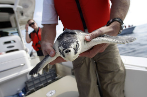 Four Years Later, BP’s Oil Spill Is Still Killing Gulf Wildlife | Coastal Restoration | Scoop.it